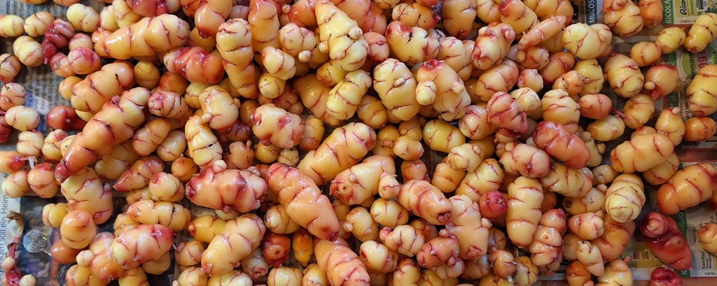 Ein Rückblick auf meinen Oca-Anbau&nbsp;2024