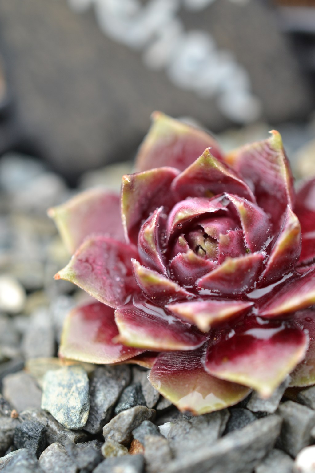 Hauswurz / Sempervivum