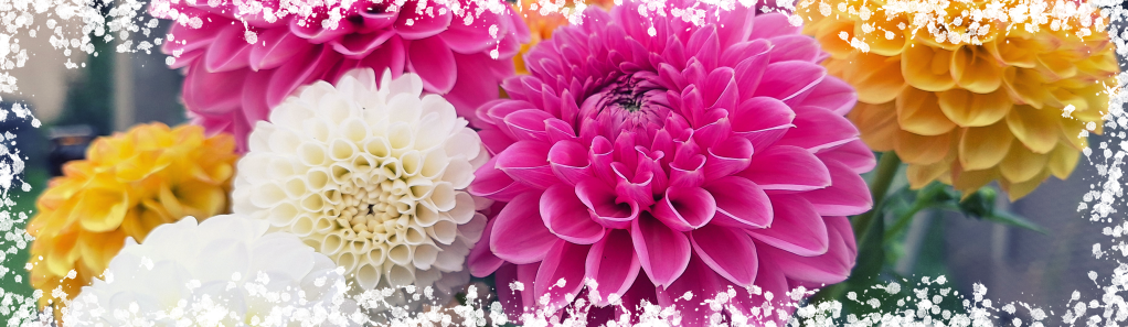 Dahlia white aster kaiser wilhelm stolz von berlin
